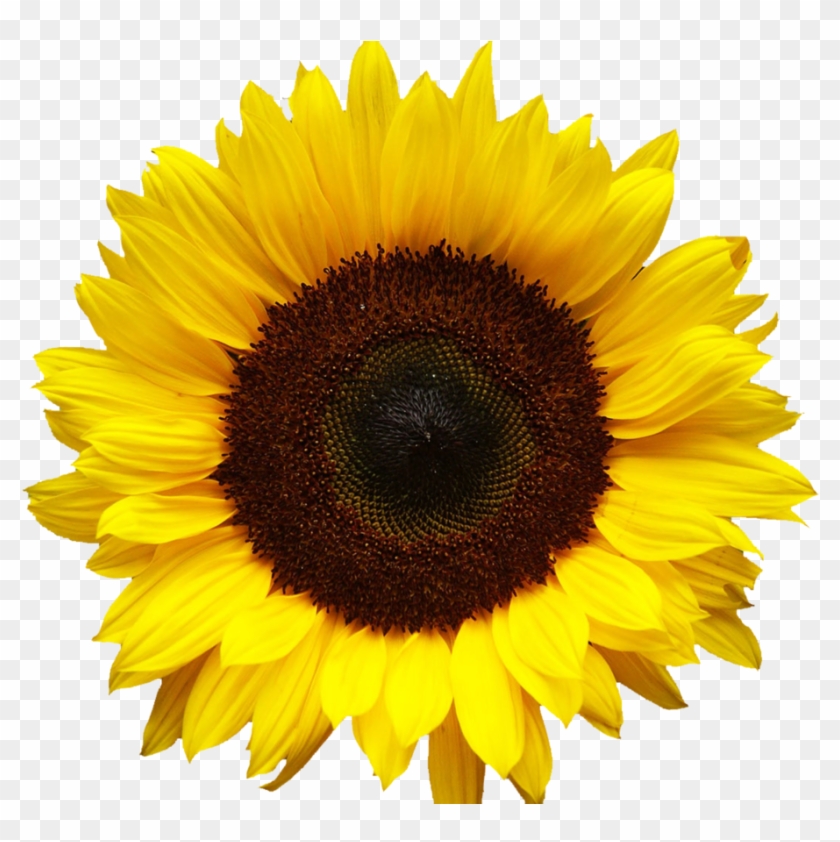 Vector Clipart Sunflower - Vector Clipart Sunflower #295773