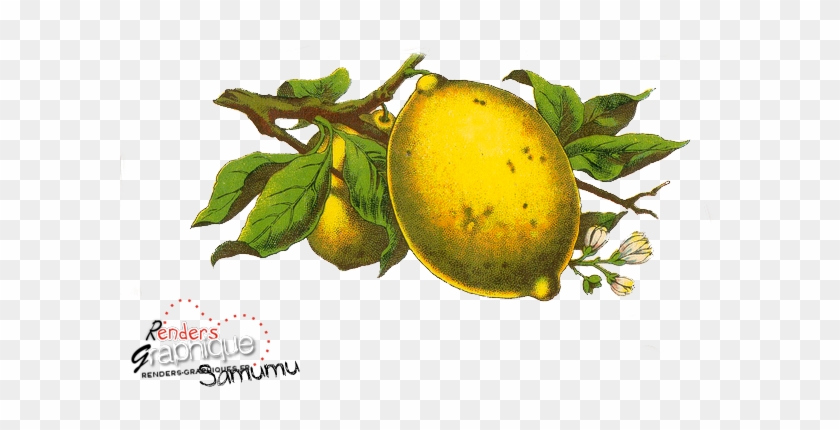Fruit #295808