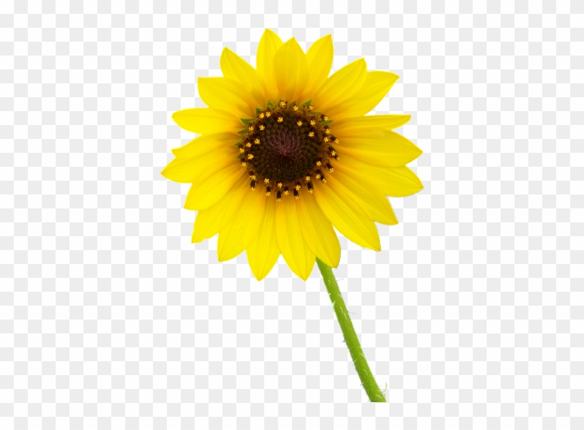 Download Png Images Free - Single Flower Transparent Background #295921