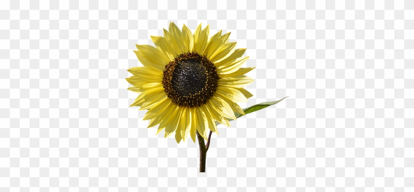 Sun Flower, Flower, Yellow Flower, Bloom - Yellow Flower #295936