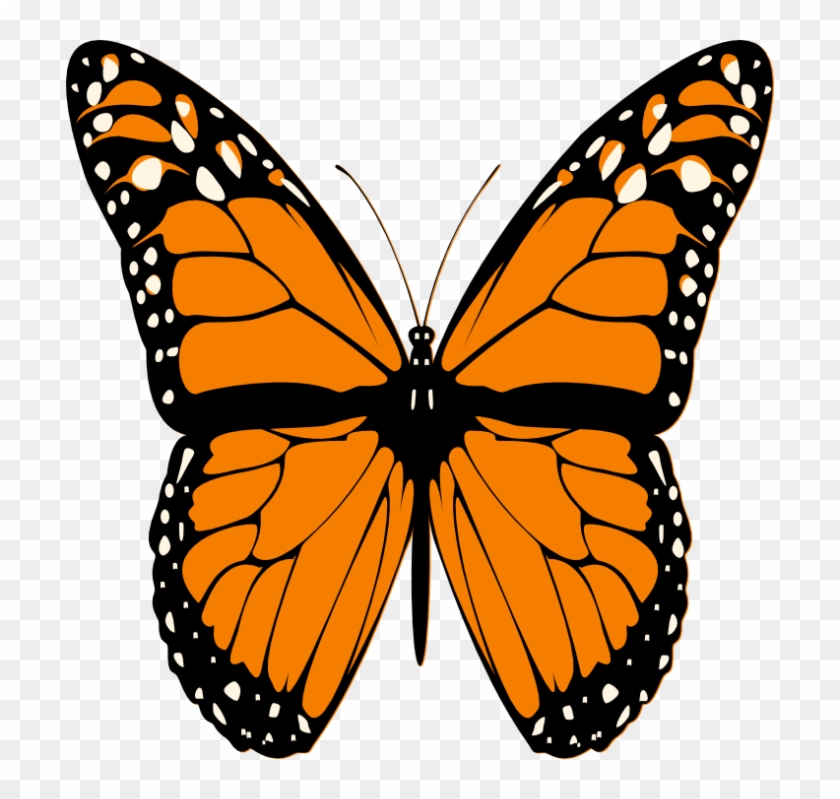 Butterfly - Iron Butterfly: Live Dvd #296061