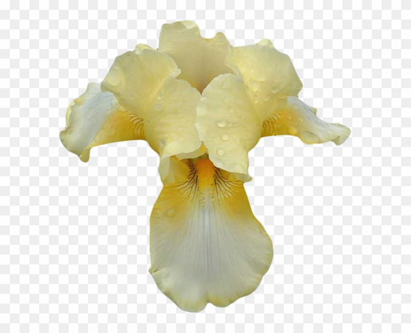 Http - //favata26 - Rssing - Com/chan-13940080/all - Tom Ford Orchid Soleil Png #296723