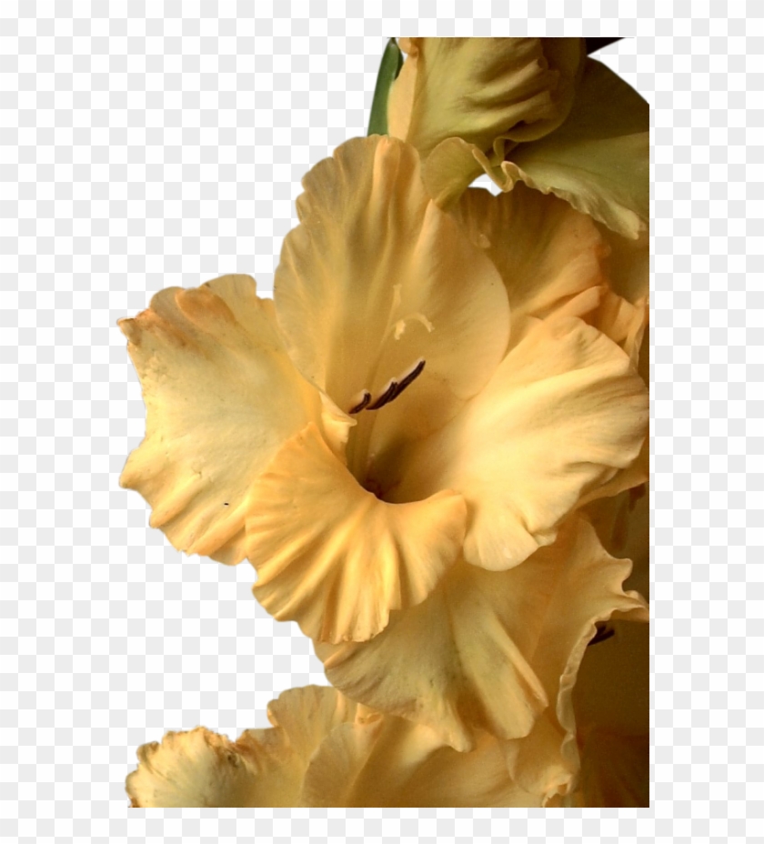 Publicat De Eu Ciresica La - Narcissus #296788