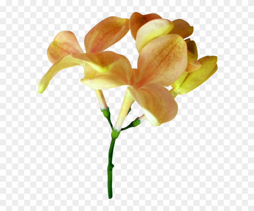 Flower #296850