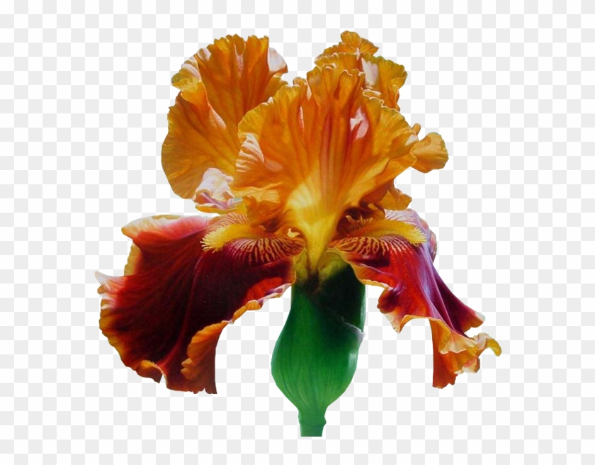 Iris - Art #296901