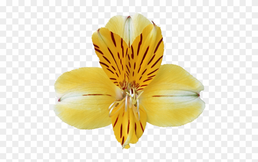 Orchid - Hmilydyk Fashion Unique 925 Sterling Silver Plating #297354