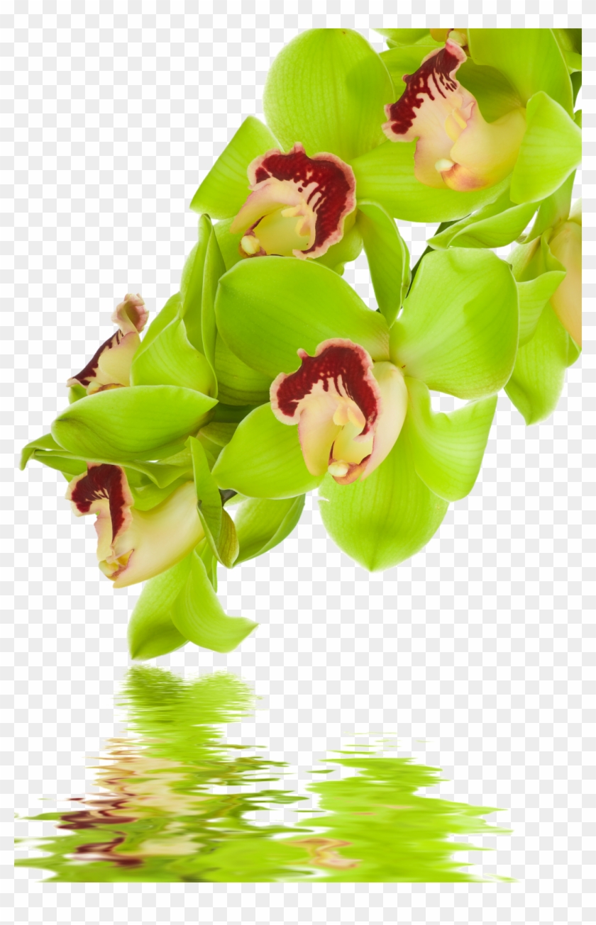 Png Клипарт "beautiful Orchids Flower" - Cypripedium #297356