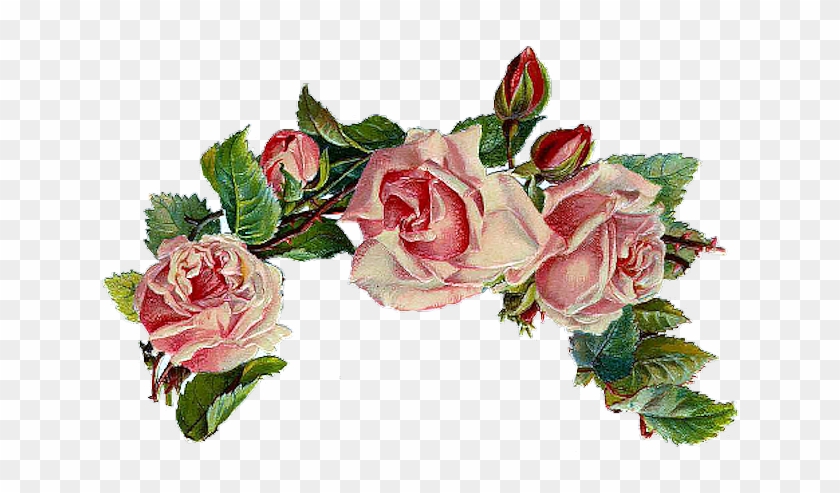 Through Fossil Evidence, Roses Have Existed Since Prehistoric - سكرابز ورود بدون تحميل #297576