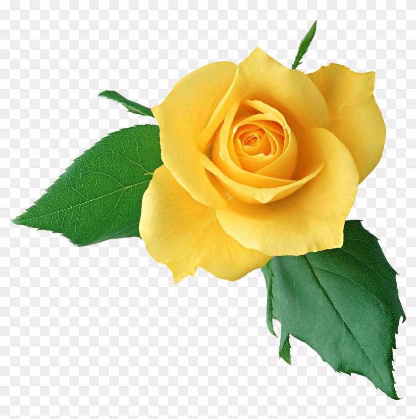 Rose Yellow Clip Art - Rose Yellow Clip Art #298159