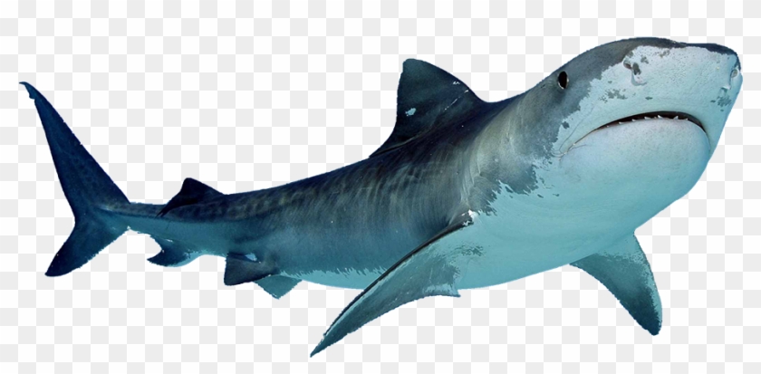 Tiger Shark Clipart Bull Shark Pencil And In Color - Shark Png #297780