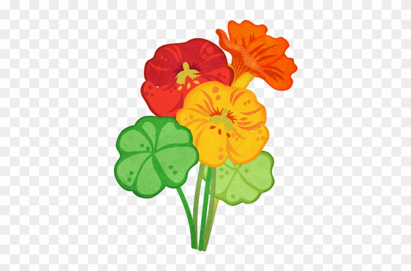 Nasturtium - Nasturtium #297793