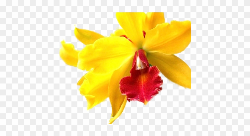 Orchids - Yellow #298008