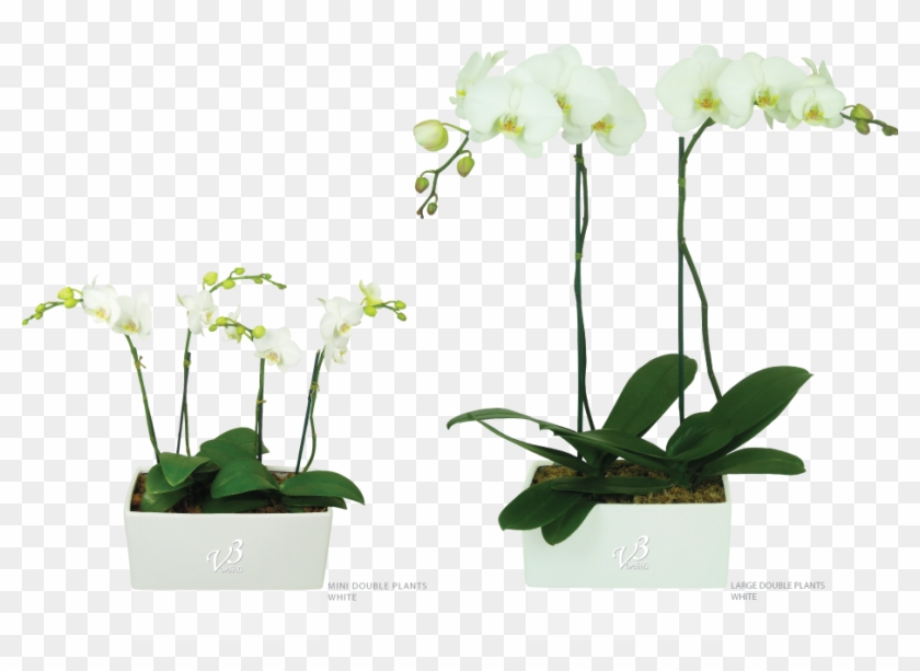 Houseplant #298044