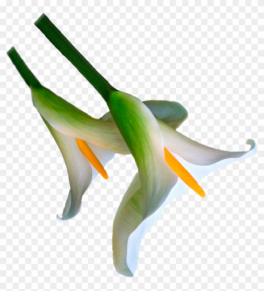 Flower Plant Stem Orchids Advertising - Flower Plant Stem Orchids Advertising #298170