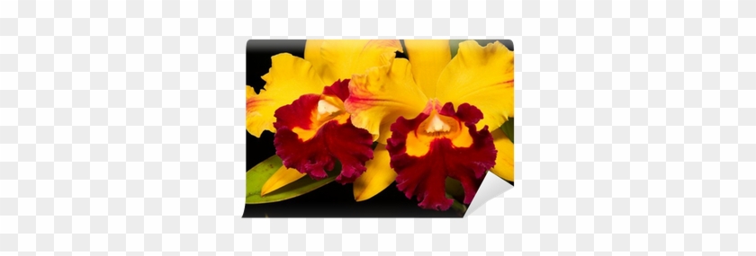 Orchids Flowers On Black Wall Mural • Pixers® • We - Cattleya #298218