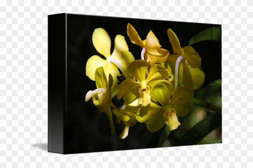 Moth Orchid #298222