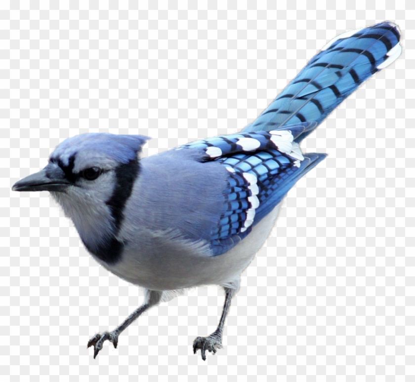 Blue Jay - Blue Jay Bird Transparent #298639