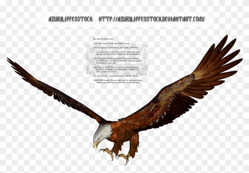 Amazon - Com Widgets - Golden Eagle #298717