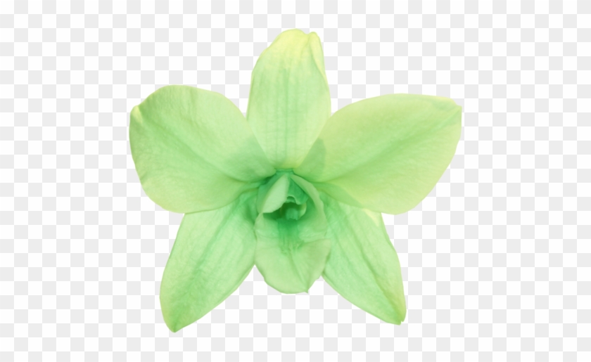 Orchid Dendrobium - Mint Green - Transparent Mint Green Png #298881