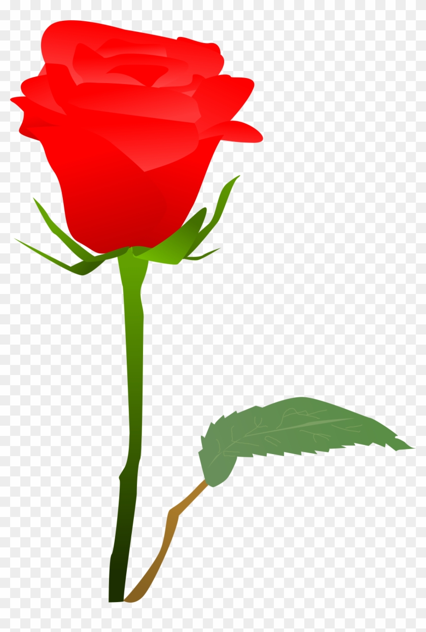 Big Image - Garden Roses #298950