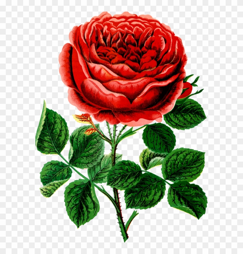 Medium Image - Canadian Horticulturalist 1889 John Hopper Rose Poster #298977
