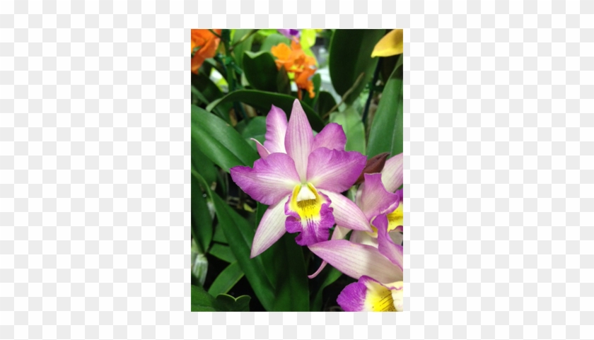 Charlie - Laelia #299080
