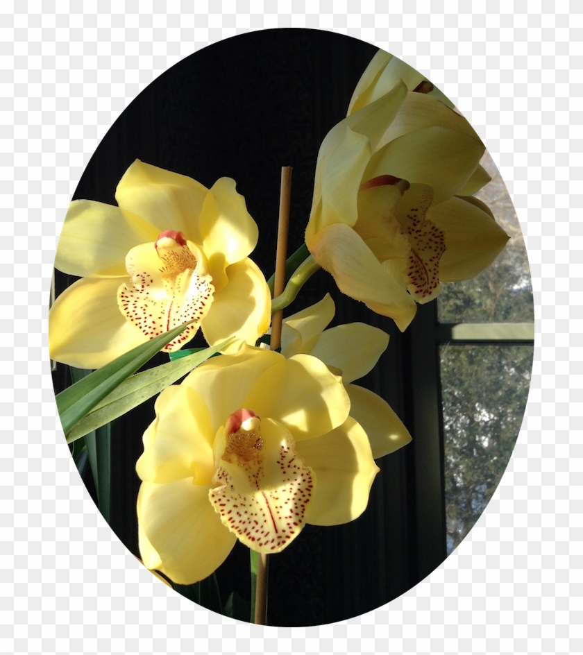Brian Bought Me Two Gorgeous Cymbidium Orchid Plants - Artificial Flower #299099
