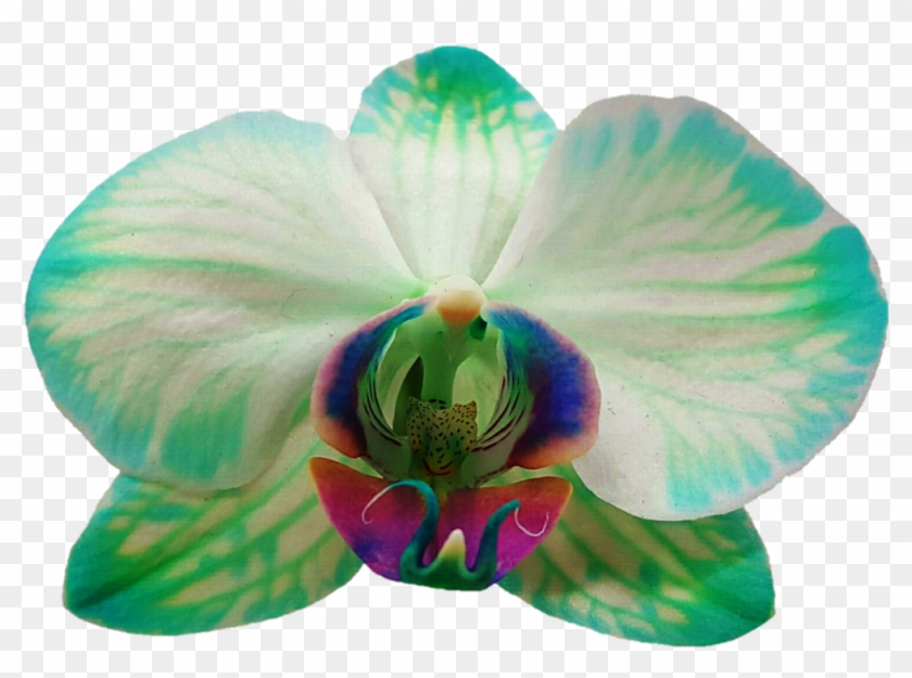 Moth Orchids Photography Petal Flower - Moth Orchids Photography Petal Flower #299226