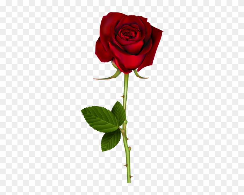 Red Rose Png Transparent Image - Rose Transparent #299372