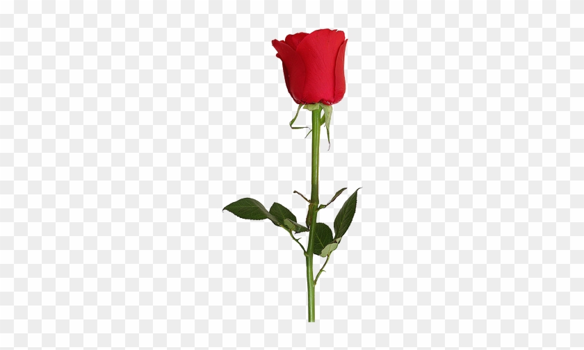 Css3 Borders Backgrounds And Boxes Dev 3iir07 Clipart - One Rose Transparent Background #299712