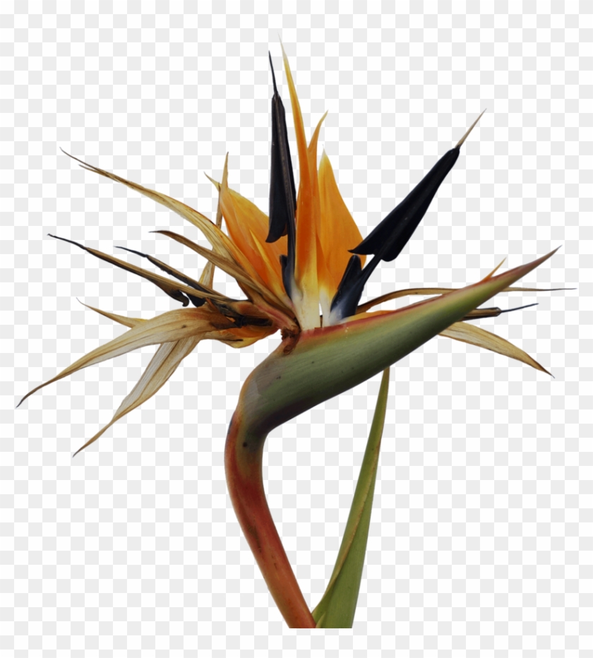 Bird Of Paradise Bird Of Paradise Flower Clip Art - Bird Of Paradise Bird Of Paradise Flower Clip Art #299918