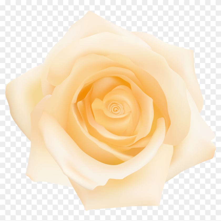 Garden Roses Cut Flowers Petal Yellow - Garden Roses Cut Flowers Petal Yellow #300626