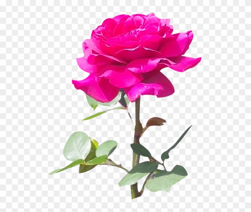 Rღѕє 🌸💗 - Kirmizi Gul Resmi Indir #299903