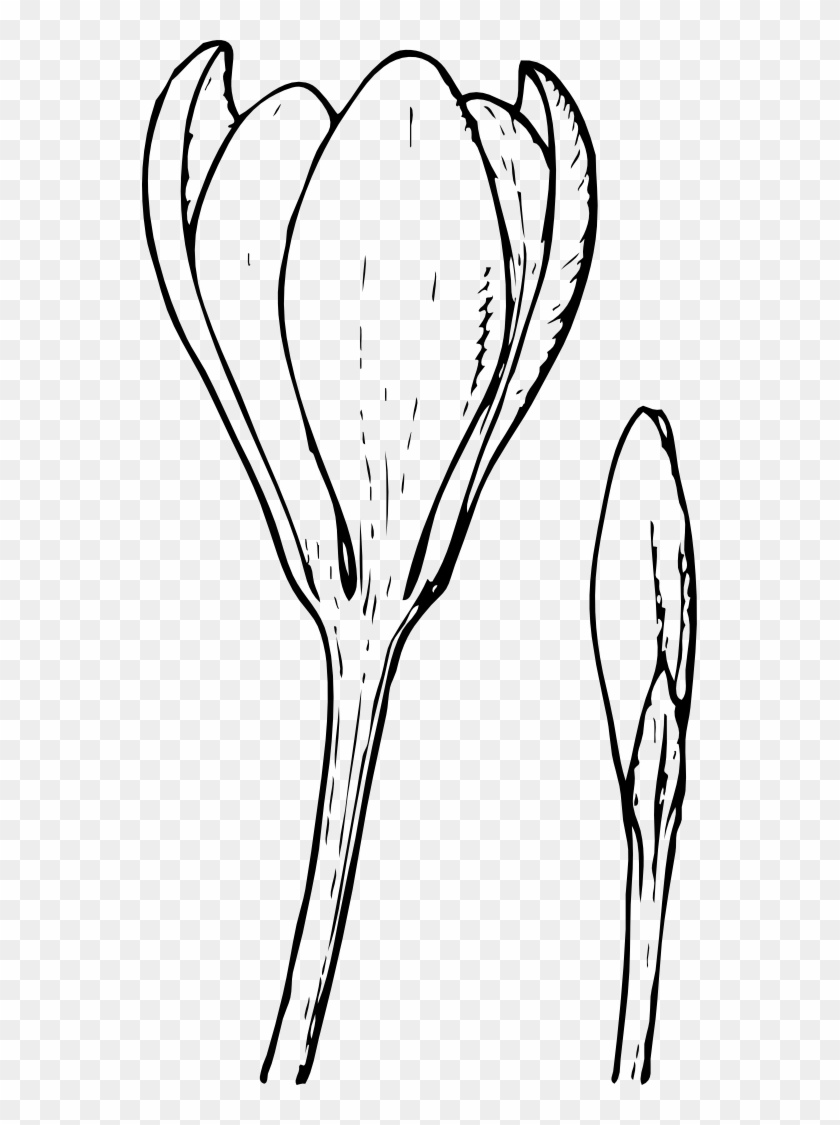 Crocus Flower And Bud Coloring Book Colouring Xochi - Crocus Flower #300124