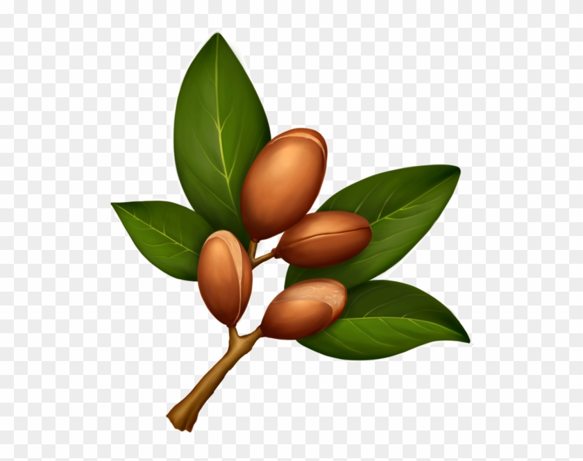 Bio-argan Oil - Argan Leaf #300209