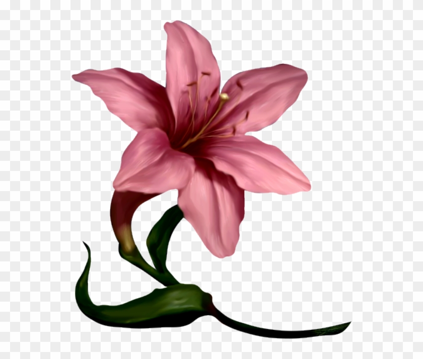 Amaryllis Flower Cliparts - Clip Art #300322