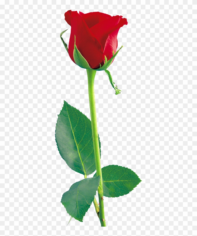 Rose Png #300530