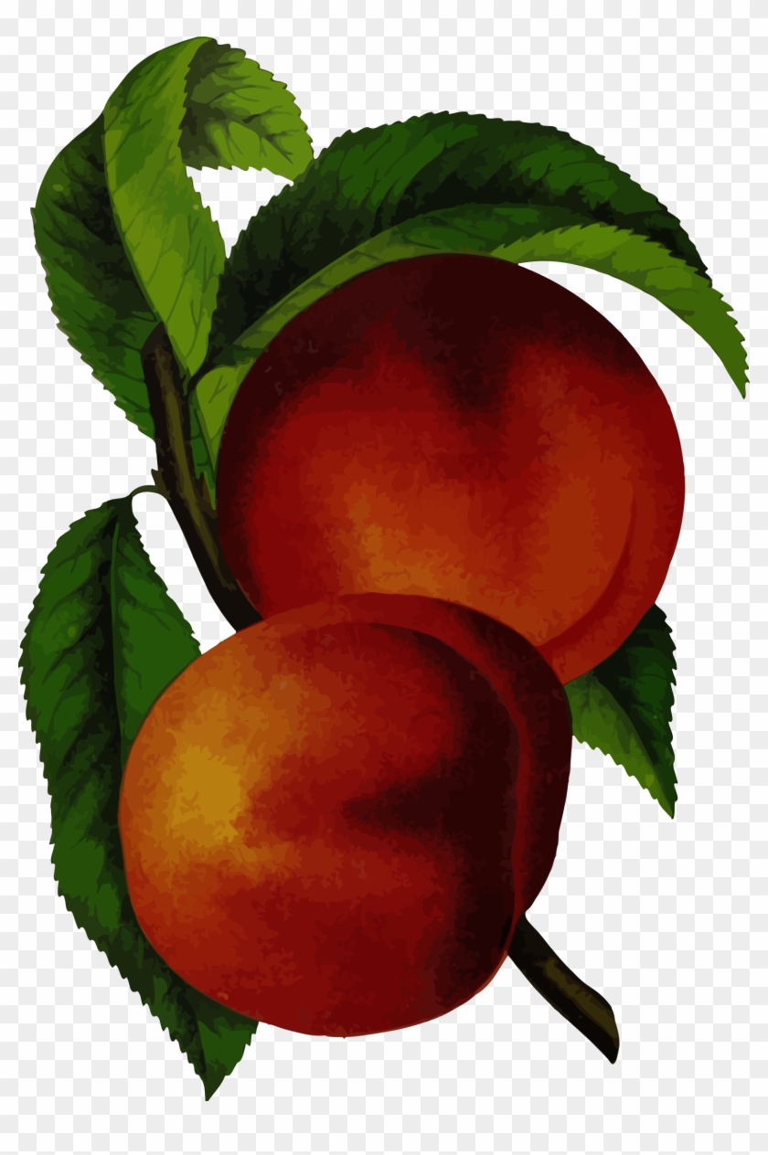 Peach - Canadian Horticulturalist 1888-96 Elberta Peach Poster #301310
