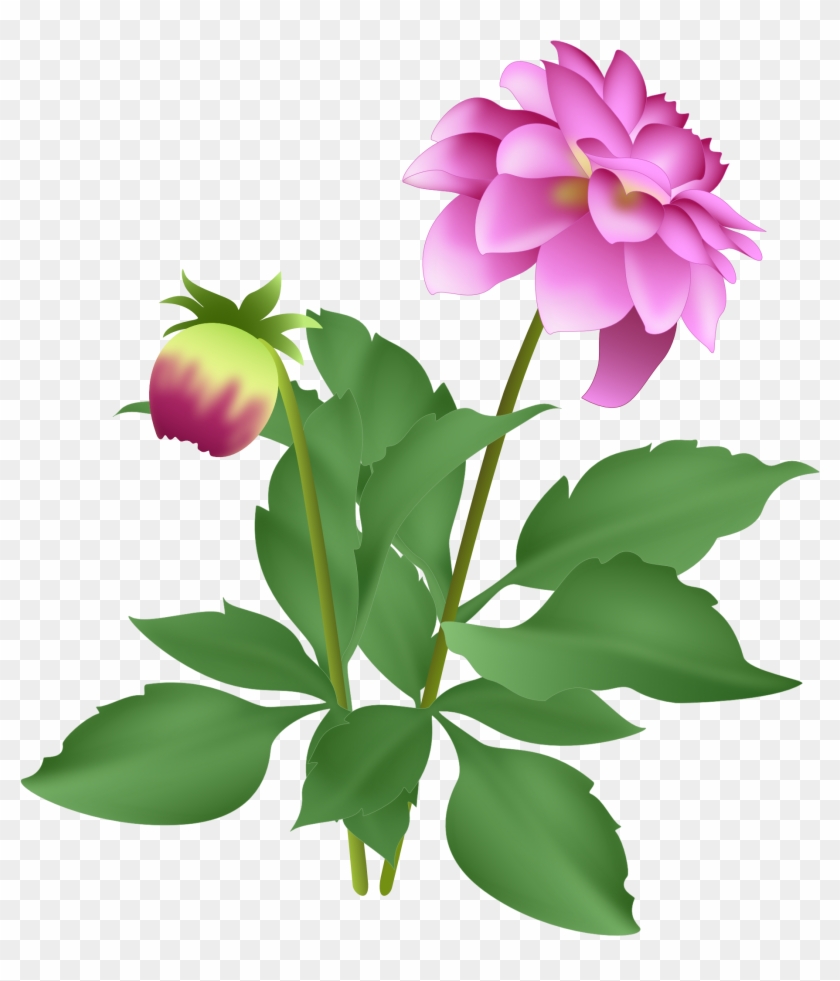 As Long As I Keep Dead Heading, It Continues To Flower - Dahlia #301862