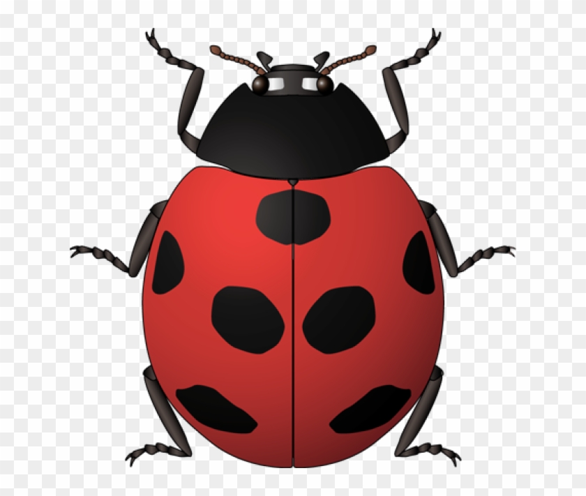 Ladybug Clipart Vintage - Insects Kids Spanish #302334