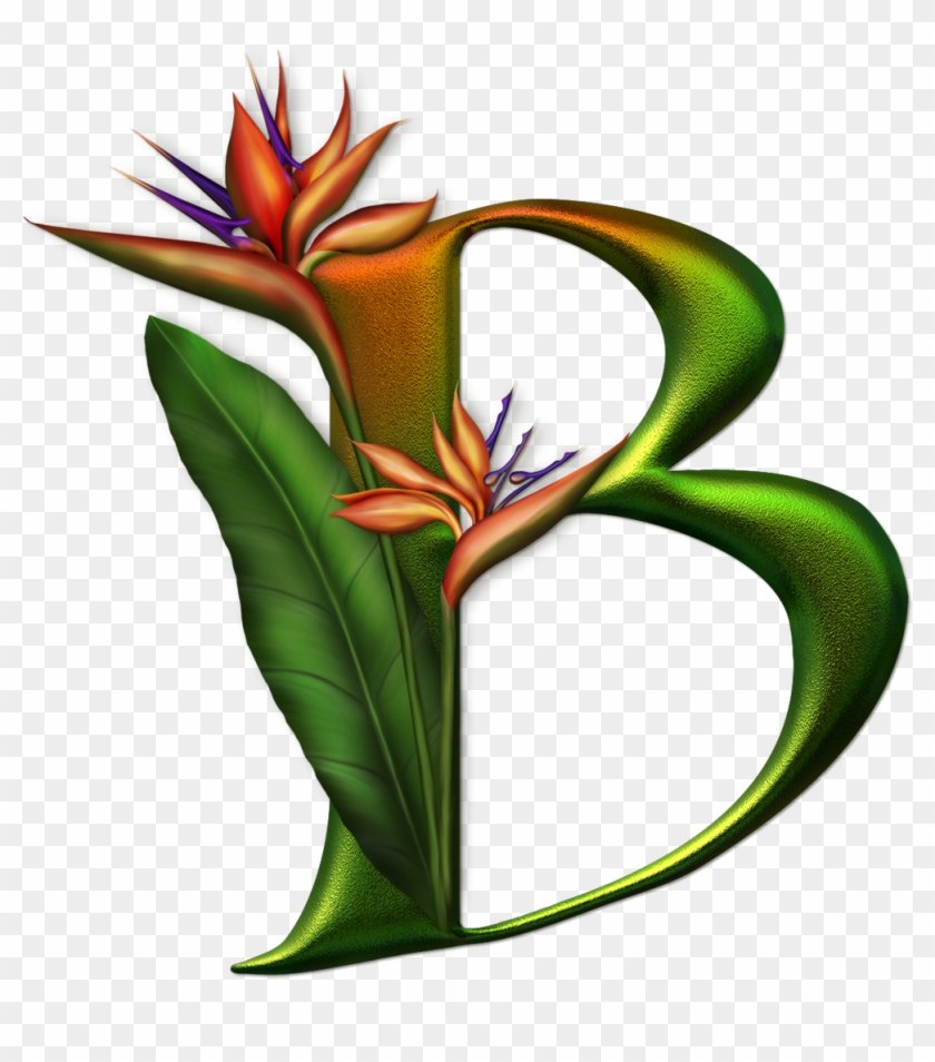 Special Letters, Bird Of Paradise, Alphabet Letters, - حروف انجليزية مزخرفة واشكال #302880