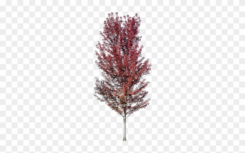 A Beautiful Red-leafed Tree Image Standing With The - Canoe Birch #303067