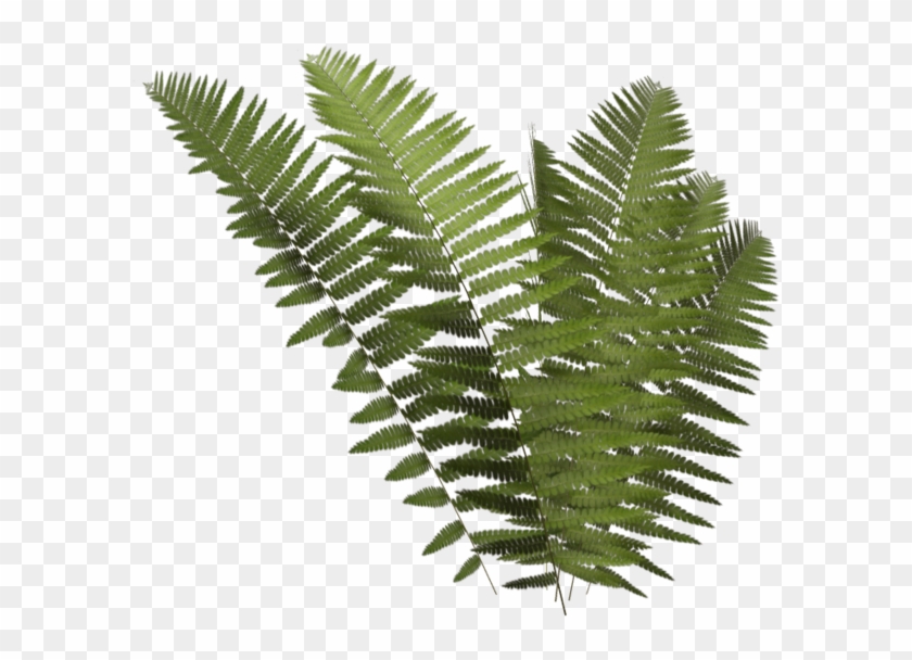 Leptosporangiate Fern Plant Clip Art - Leptosporangiate Fern Plant Clip Art #303319