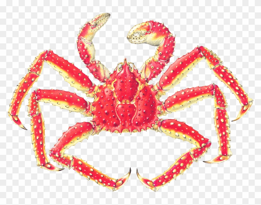 King Crab Drawing At Getdrawings Com Free For Personal - Japanese Spider Crab Labeled #303320
