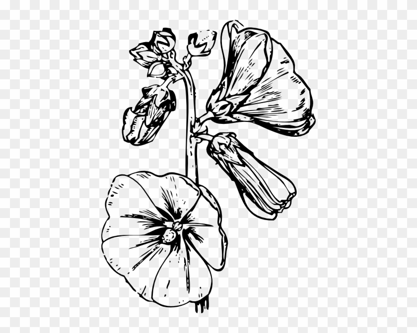 Morning Glory - Drawing #303488