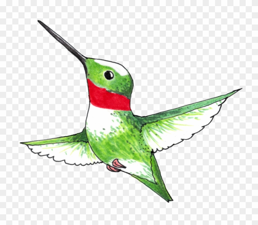Hummingbird - Hummingbird #303621
