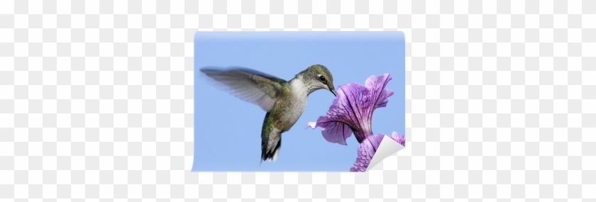 Juvenile Ruby-throated Hummingbird Wall Mural • Pixers® - Ruby-throated Hummingbird #303691