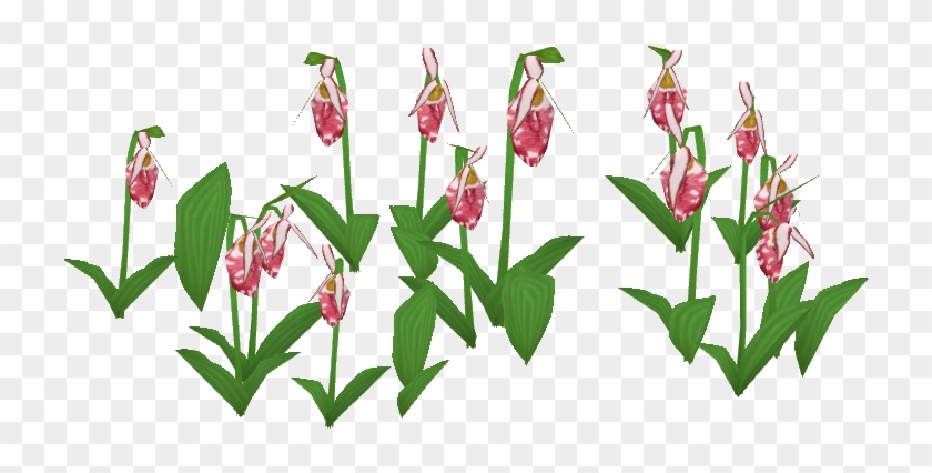Spotted Lady's Slipper - Lily Of The Valley #304110