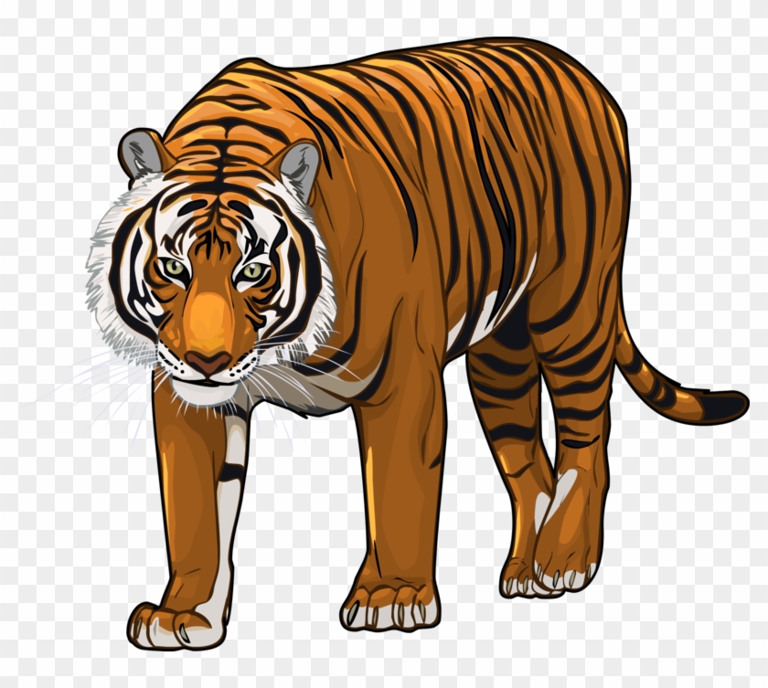 Image - Tiger #304756