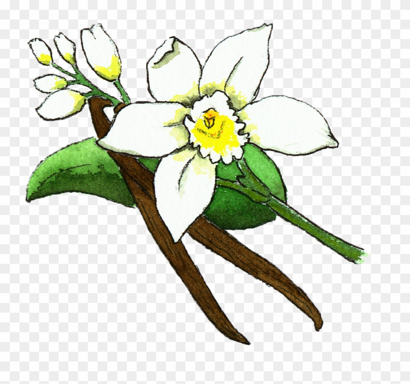 Vanilla Bean Flower Illustration #304779